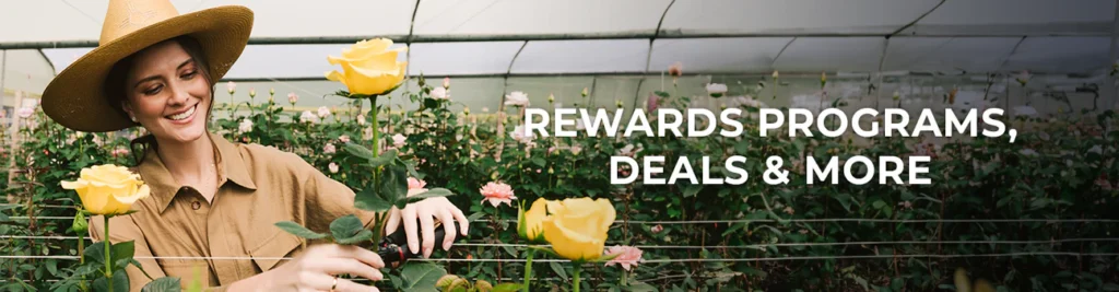 Rosaholics: Discover the Most Stunning & Freshest Roses Online! 2025 Loyalty Programs & Discounts